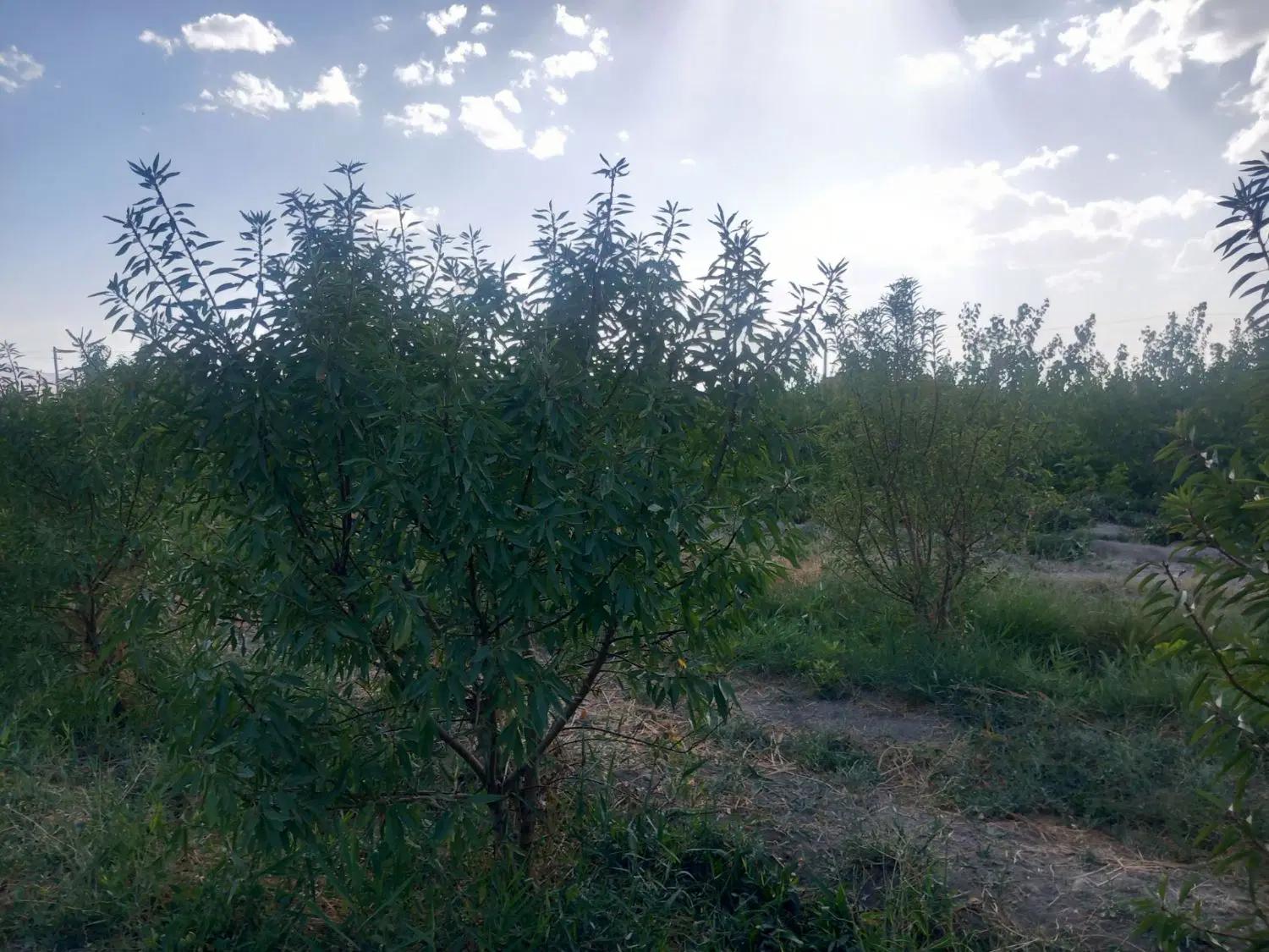 باغ بادام و پسته و درختان الوان دیگر