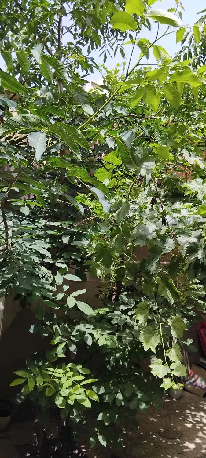 ۲۵۰مترویلایی دردوطبقه