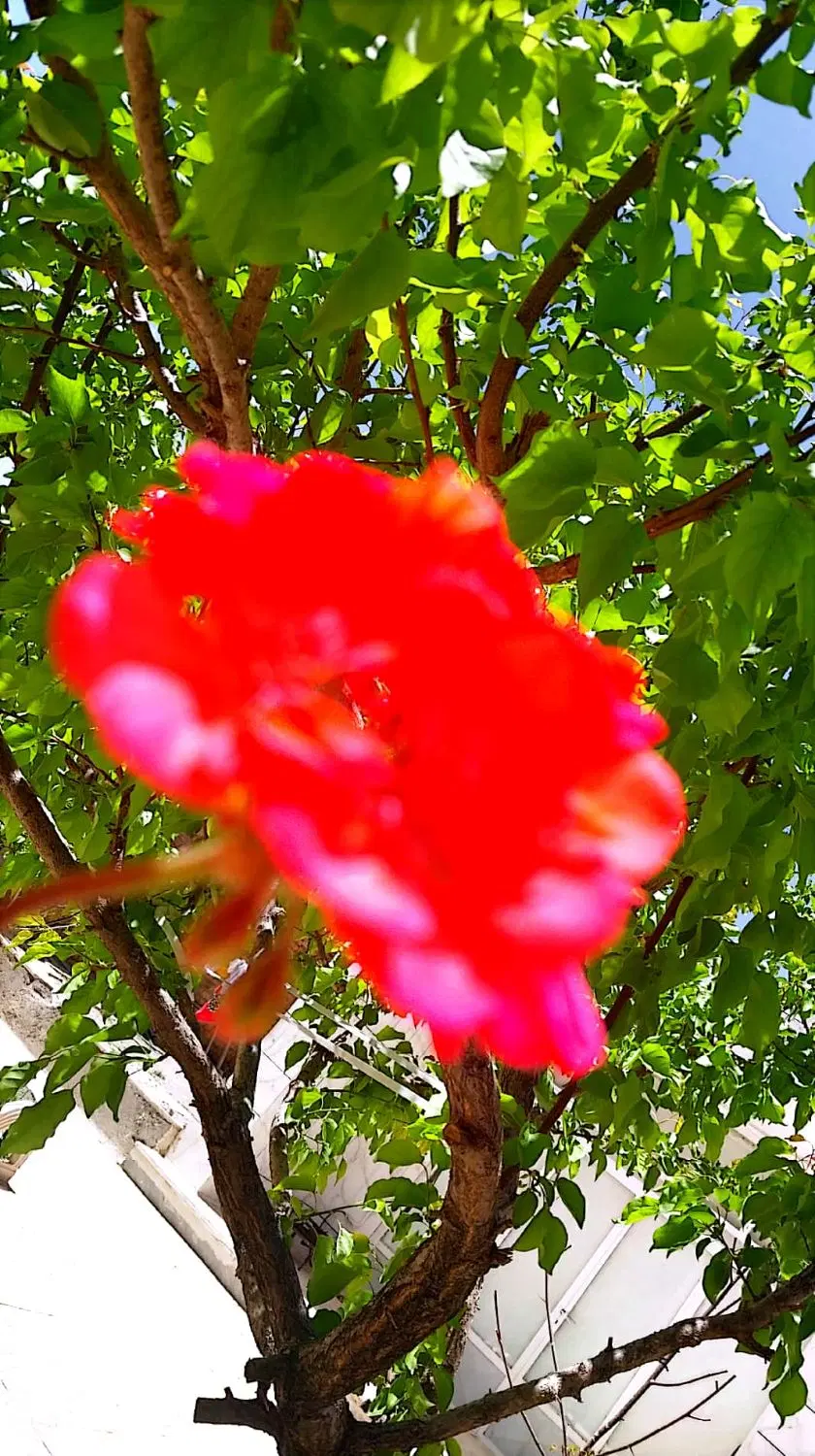 فروش باغ