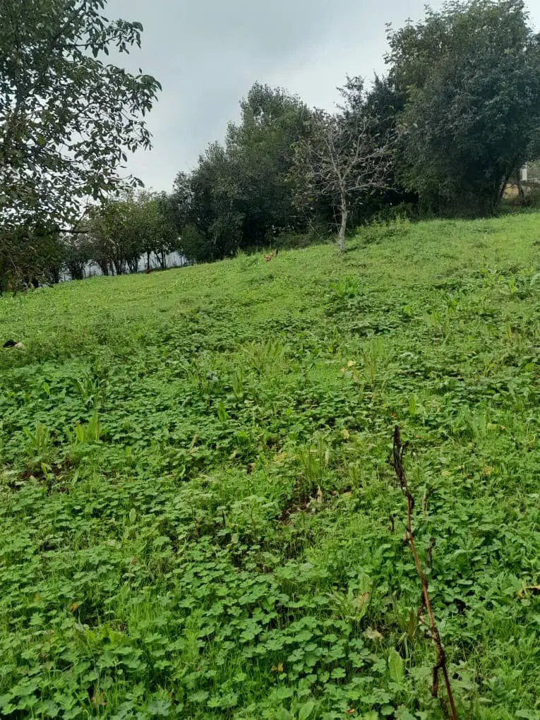 باغ مسکونی