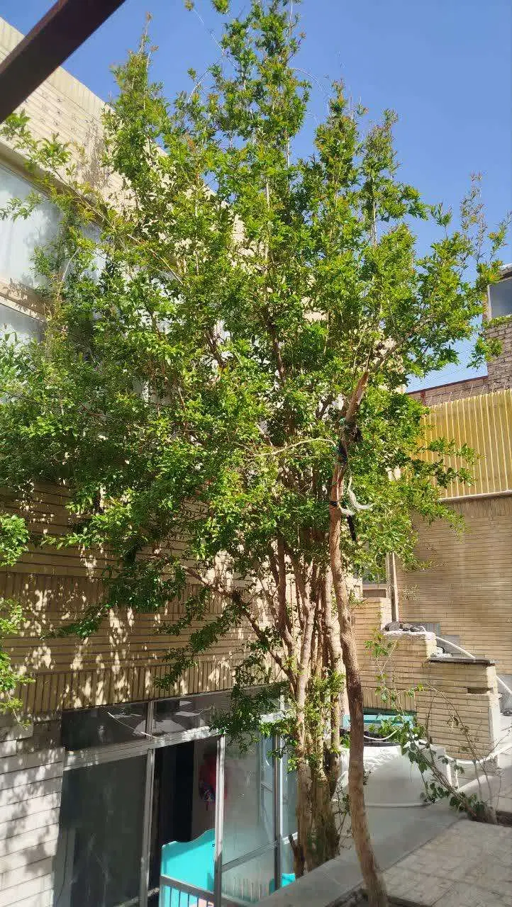 فروش منزل مسکونی شیخ طوسی شرقی