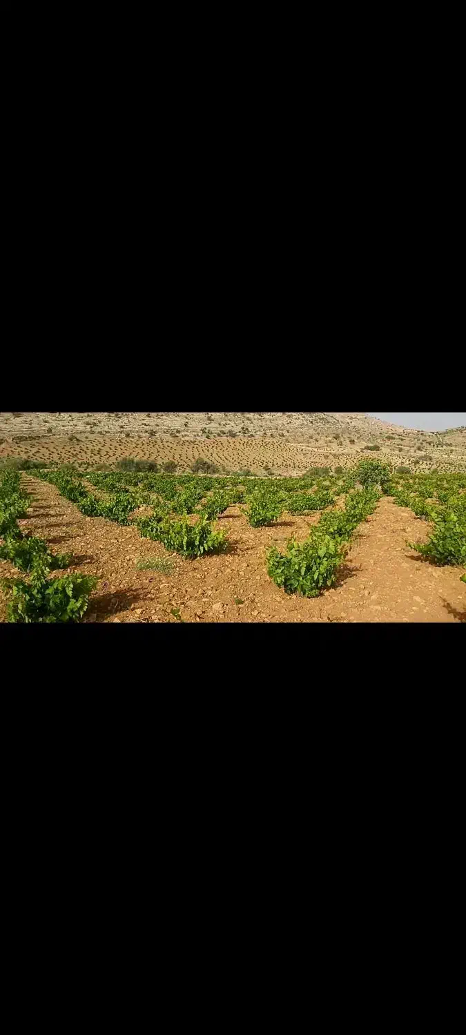 فروش باغ انگور عسکری بش زیر قیمت به دلیل نیاز مالی