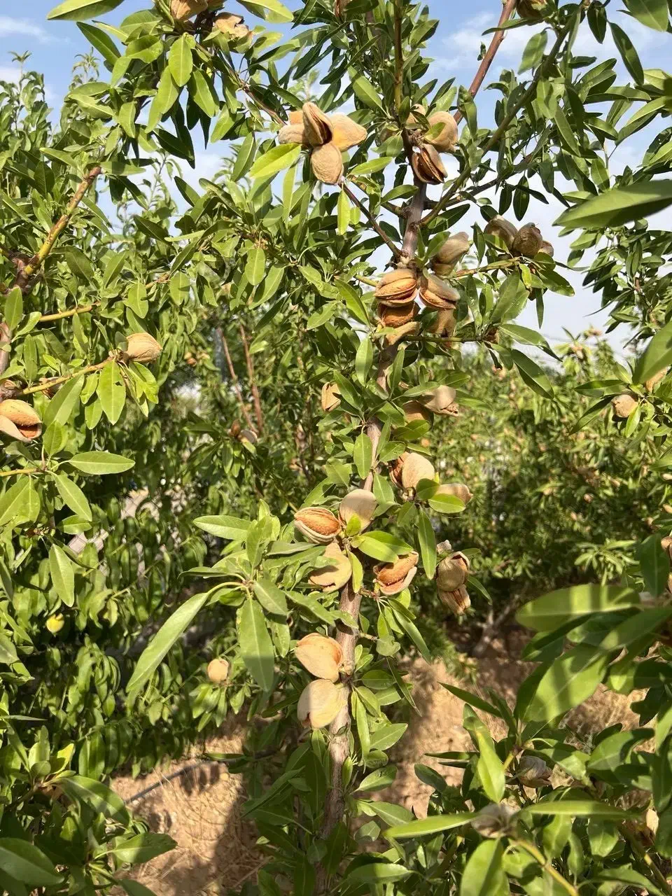 باغ با سند تک برگ جنب کافه رستوران
