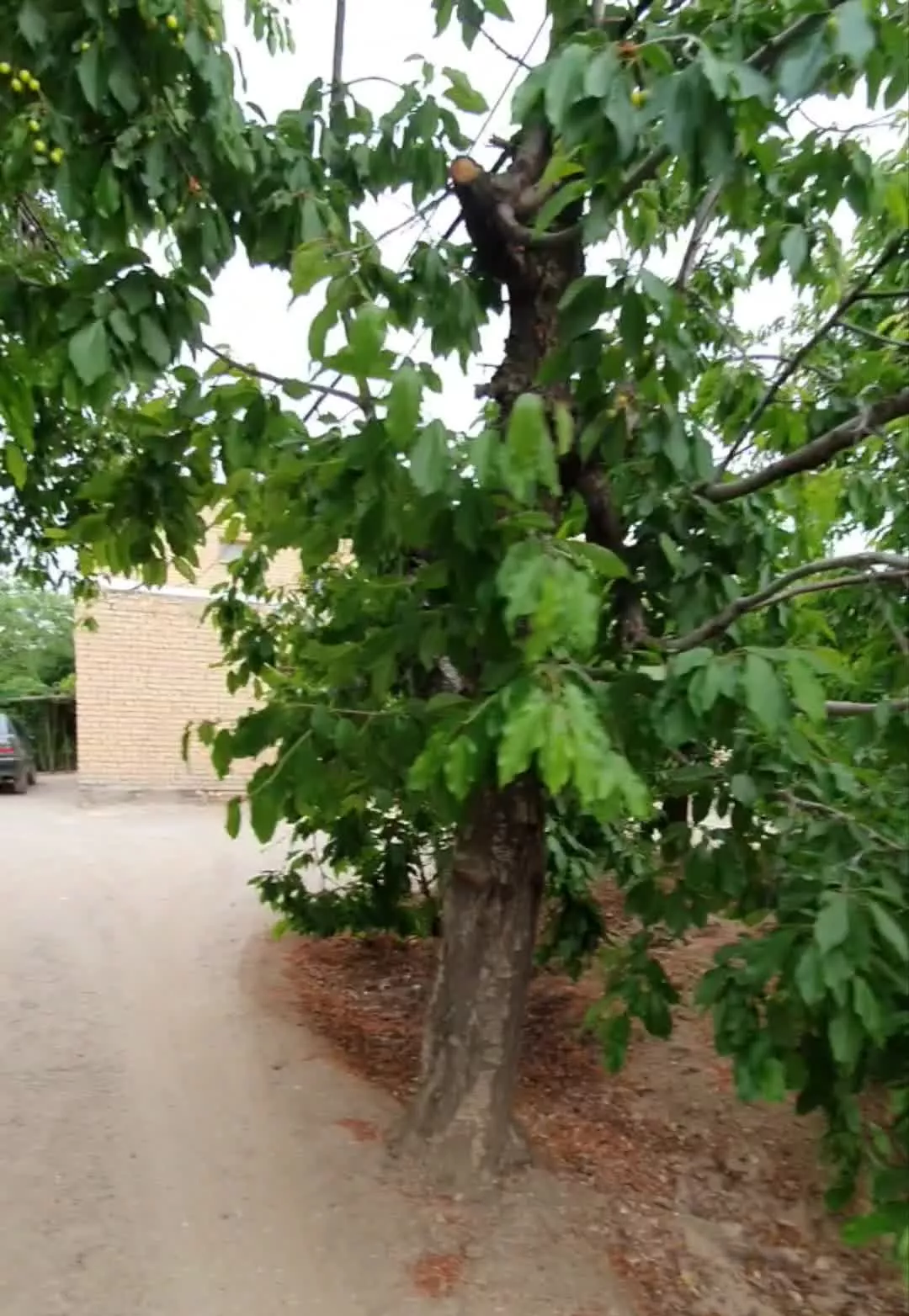 باغ سرسبز با ساختمان سند دار.