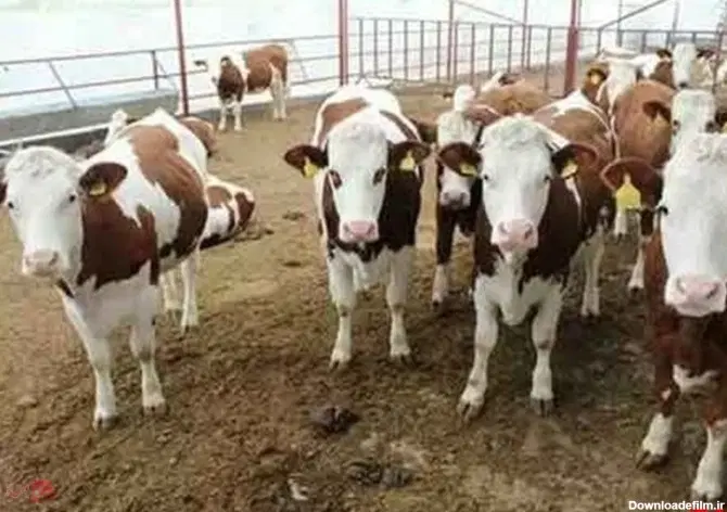 فروش گاوداری