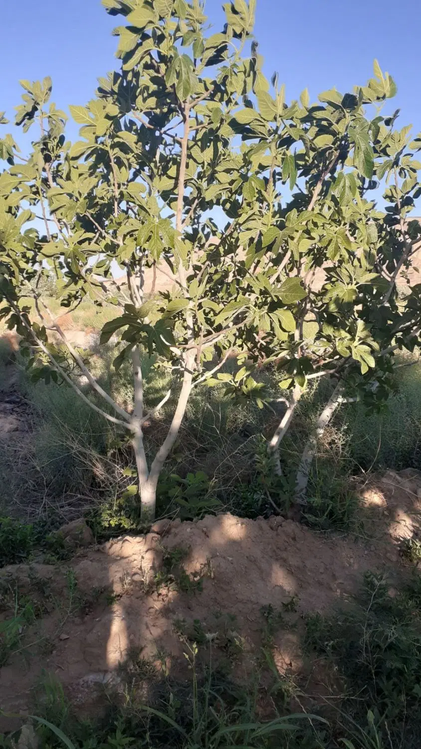 ۶۰۰۰ متر باغ انار انجیر روستا بندچای  سد ساوه
