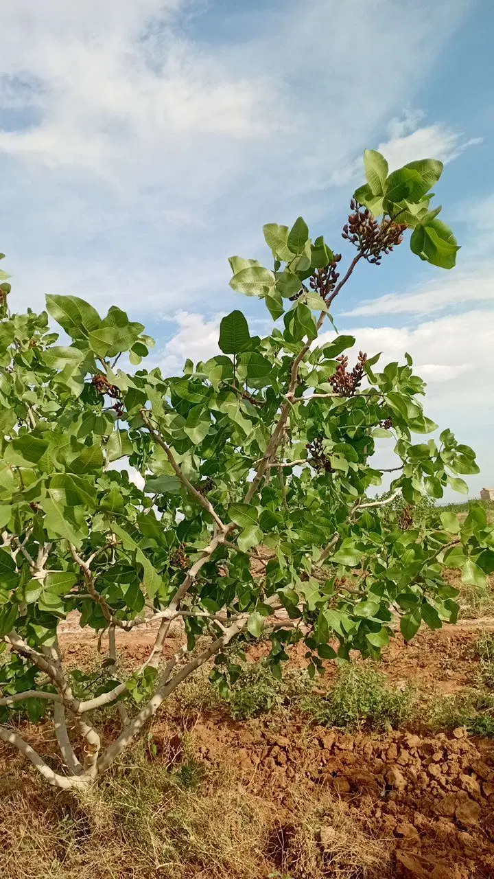 فروش ۷ هکتار باغ پسته اکبری احمداقای