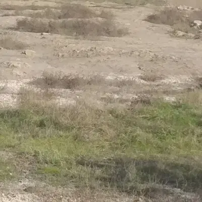 زمین ویس