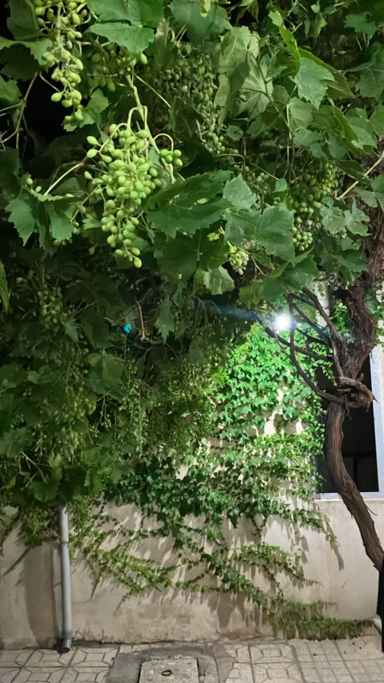 یک واحد کوچک اجاره داده می شود