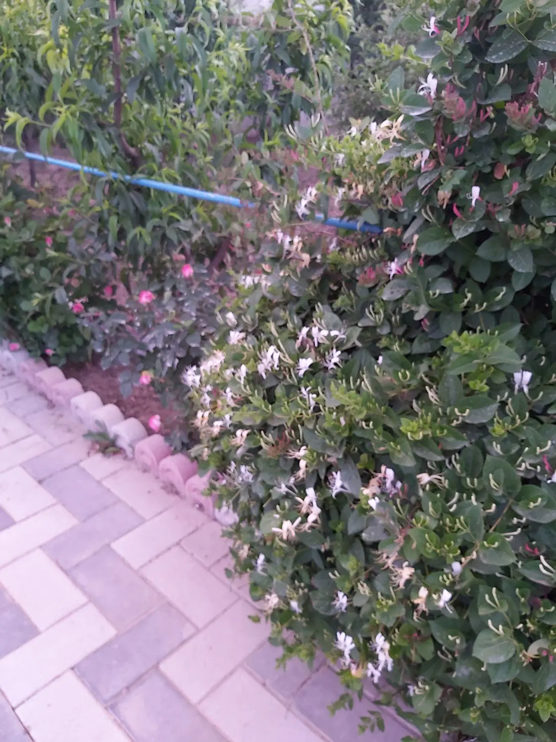 ویلا باغ امامزاده بر کوی صدف قره آغاج ۱۰۰۰ متری