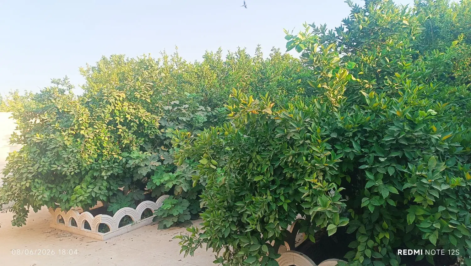 باغچه ۵۲۰متر شهرک پیروزی