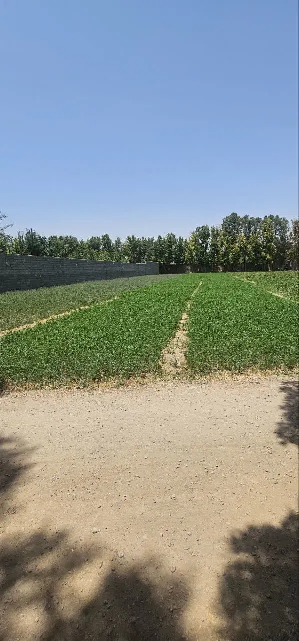 زمین کشاورزی (باغ نقلی) ۷۲۰ متری