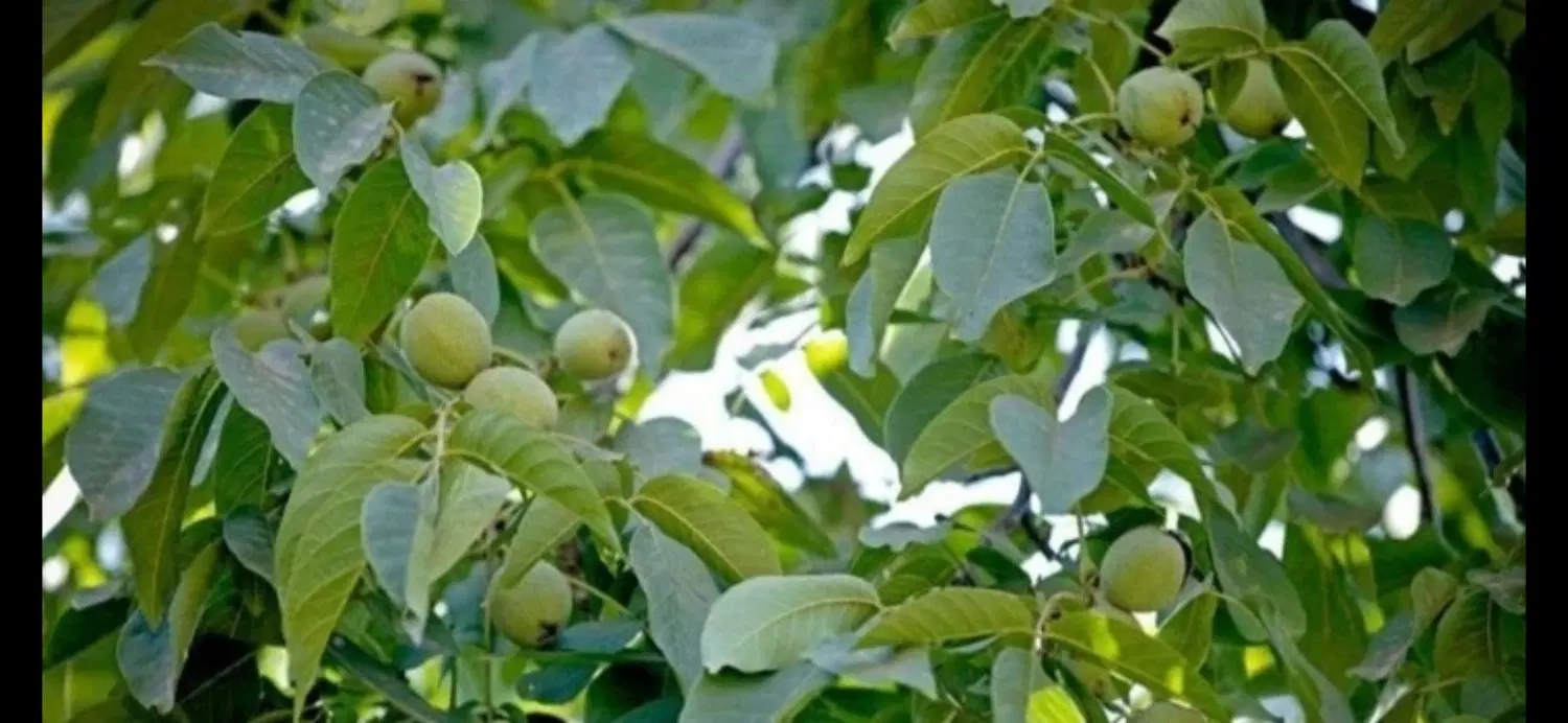 فروش باغ گردویی در قلعه آقا
