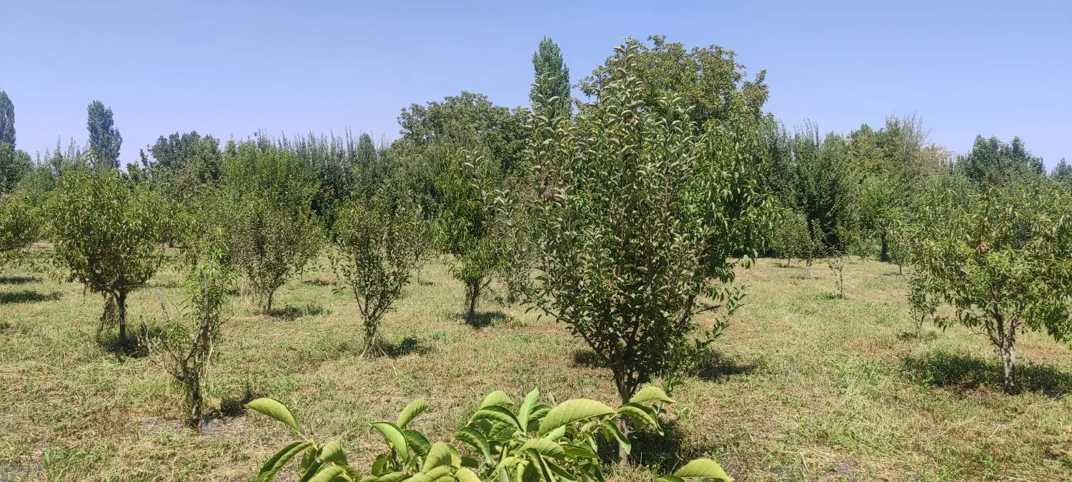 باغچه