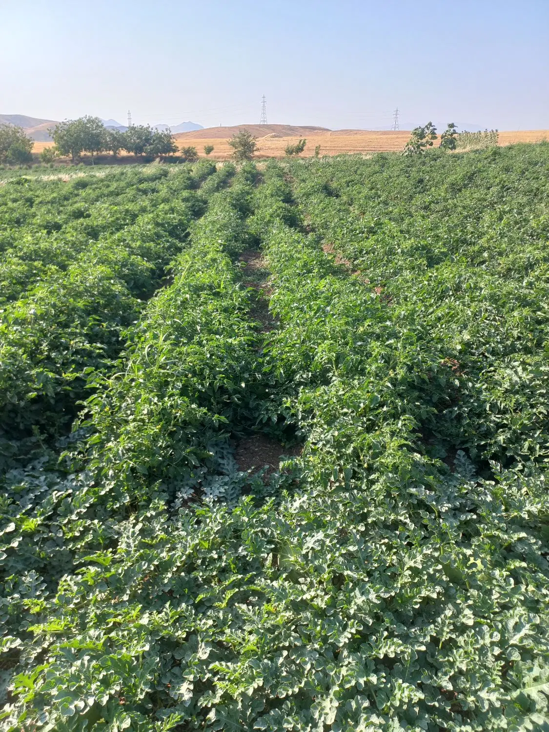 سلام زمین کشاورزی