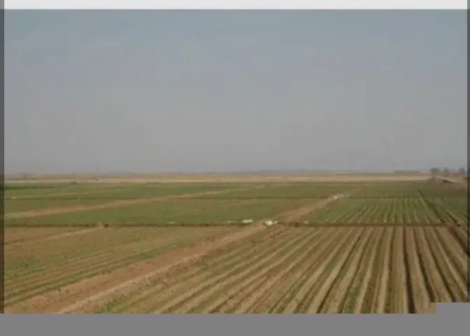 زمین کشاورزی هندیجان در روستای کوت مهنا