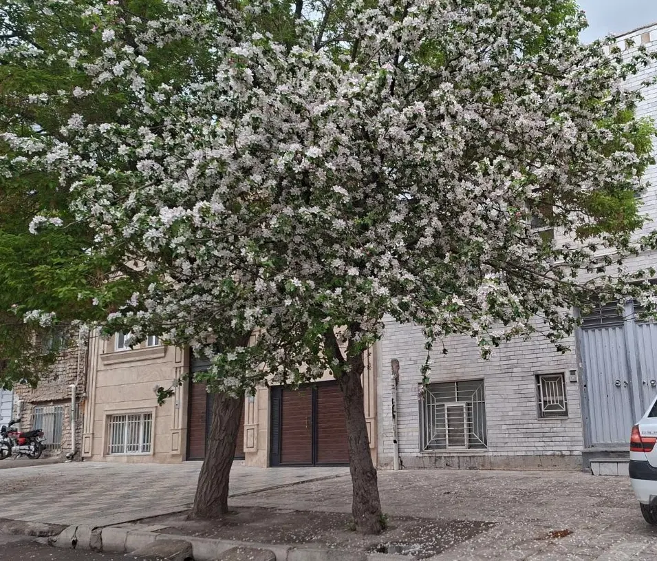 اجاره منزل ویلایی کوی فرهنگ خیابان رز۱۴