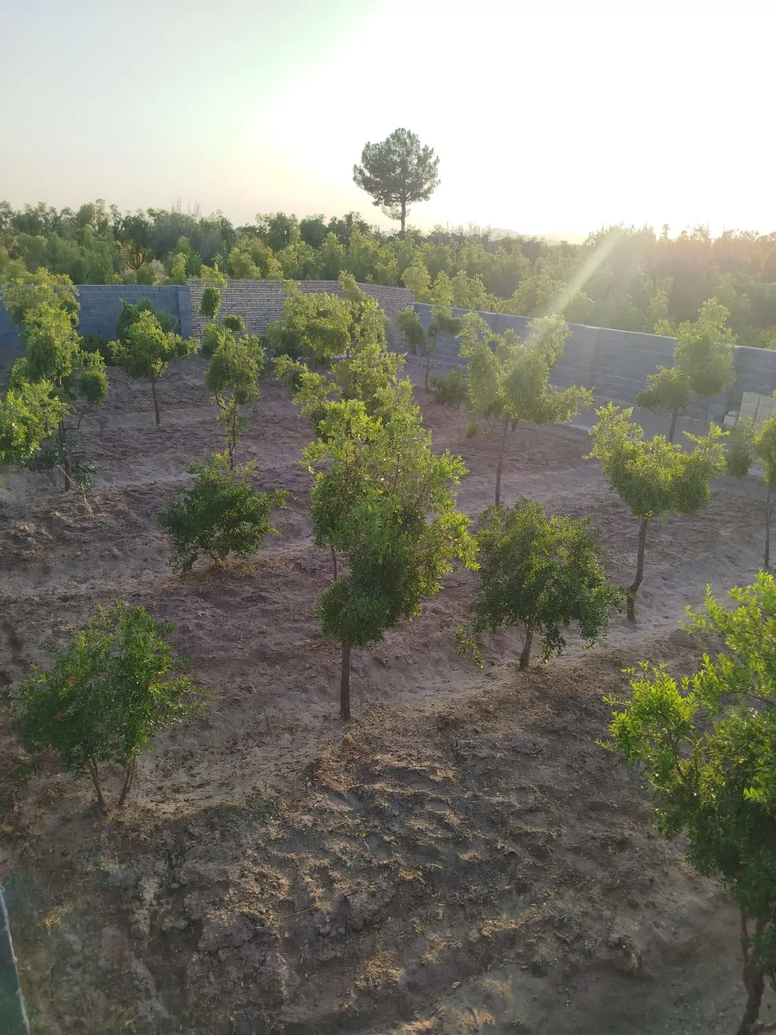 باغ واقع در روستای فخر آباد تقاب
