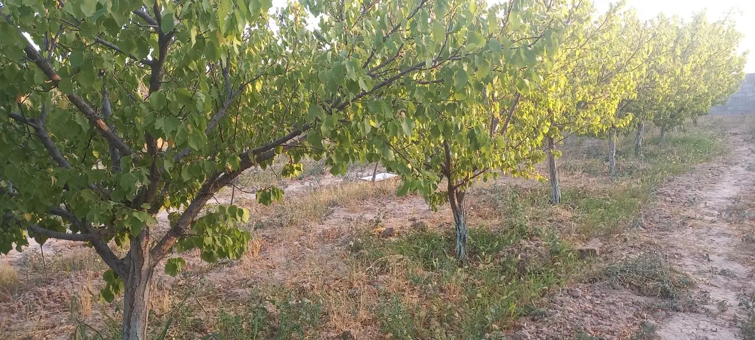 باغ فروشی