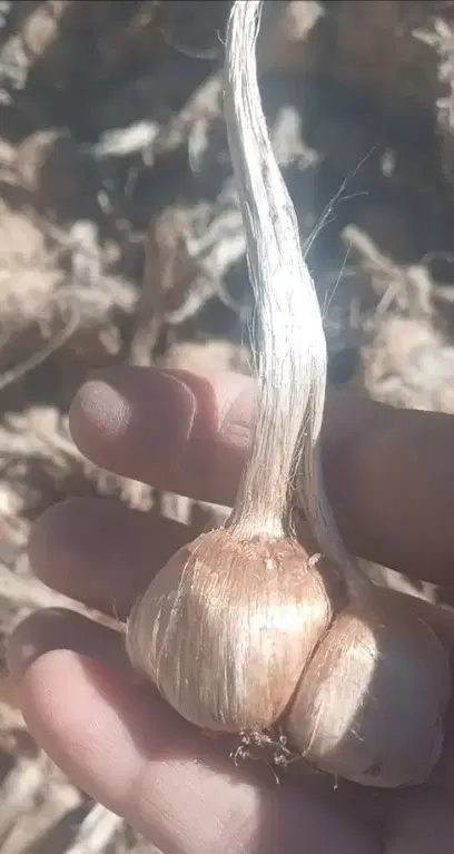 زمین زعفران
