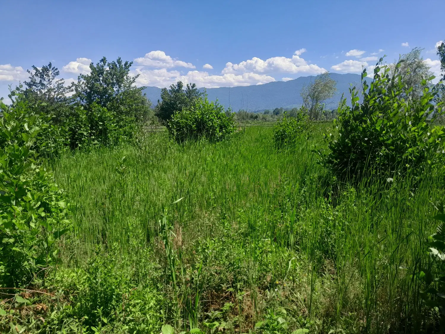 زمین مسکونی خوش ویو