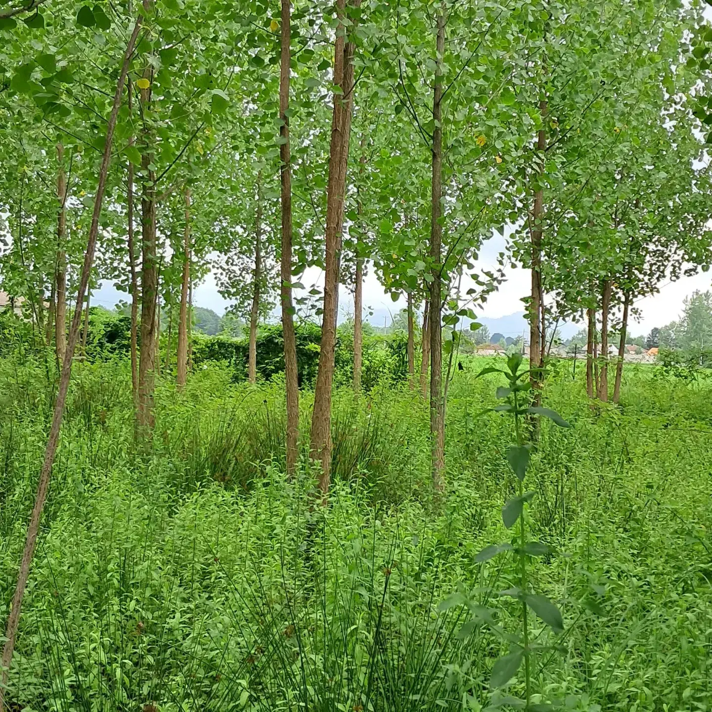 زمین ویلایی با پروانه ساخت