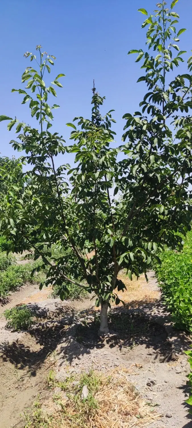 فروش باغ گردو