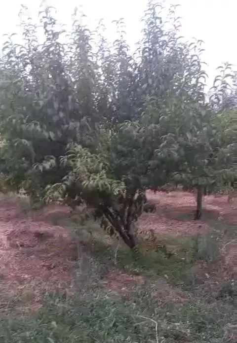 باغ