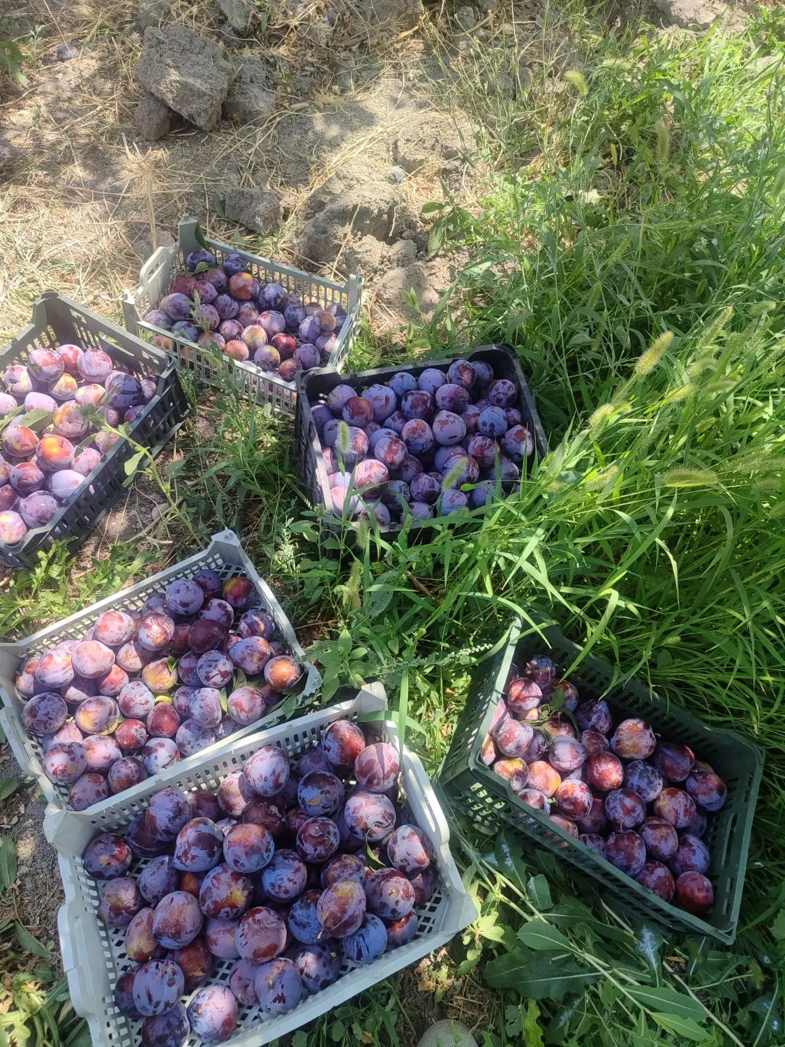 باغچه الوان