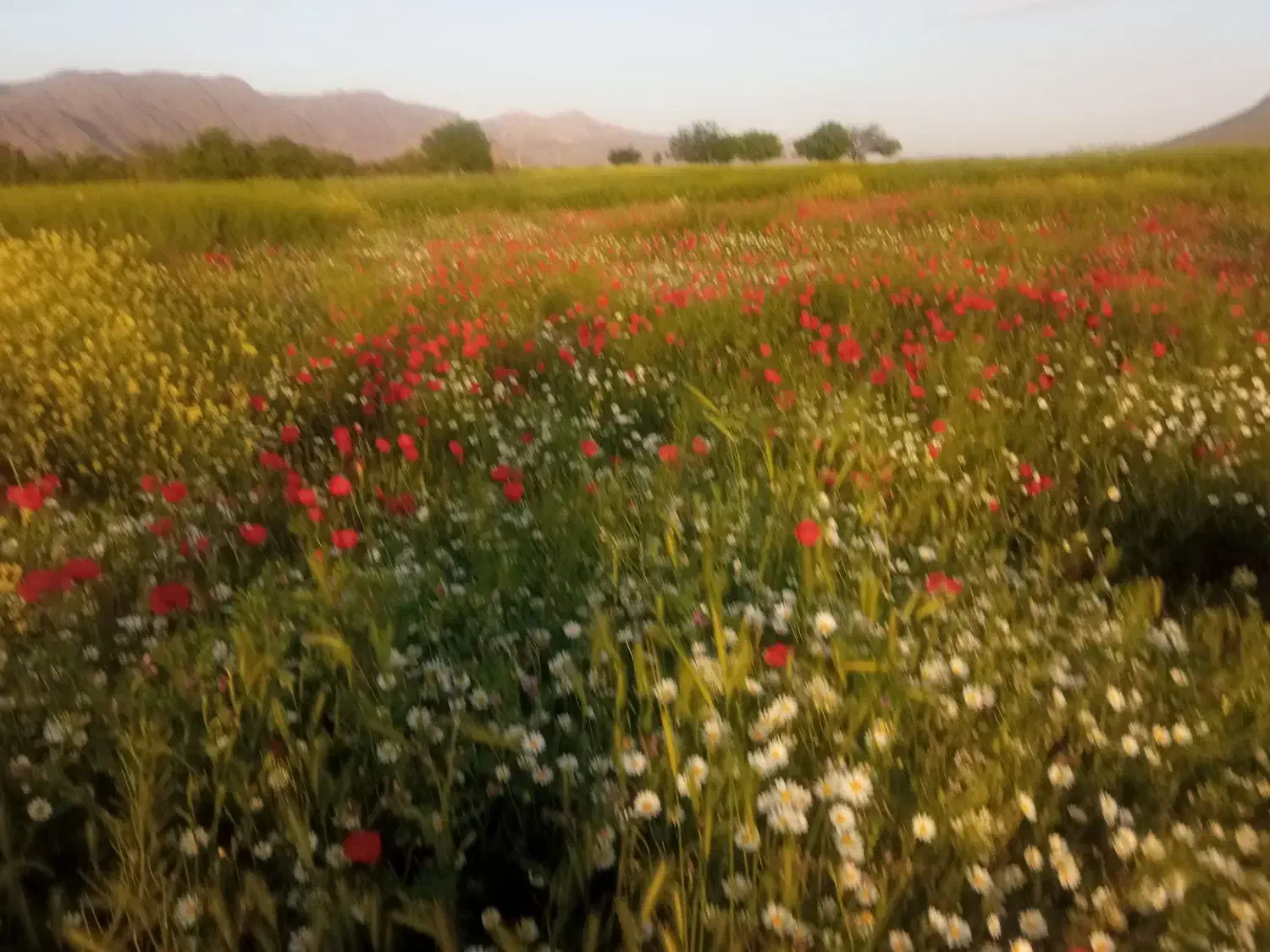 زمین آبی زعفران 550متر کمالوند
