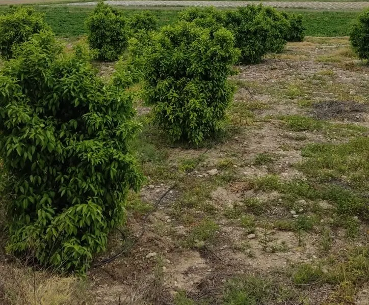 یک قواره 1000متری باغ مرکبات ثمری مخصوص(باغ شهری)