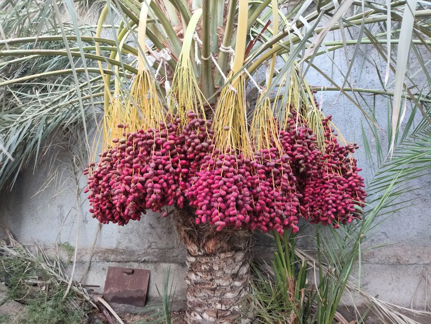 زمین مسکونی سند ۶ دانگ و ملک