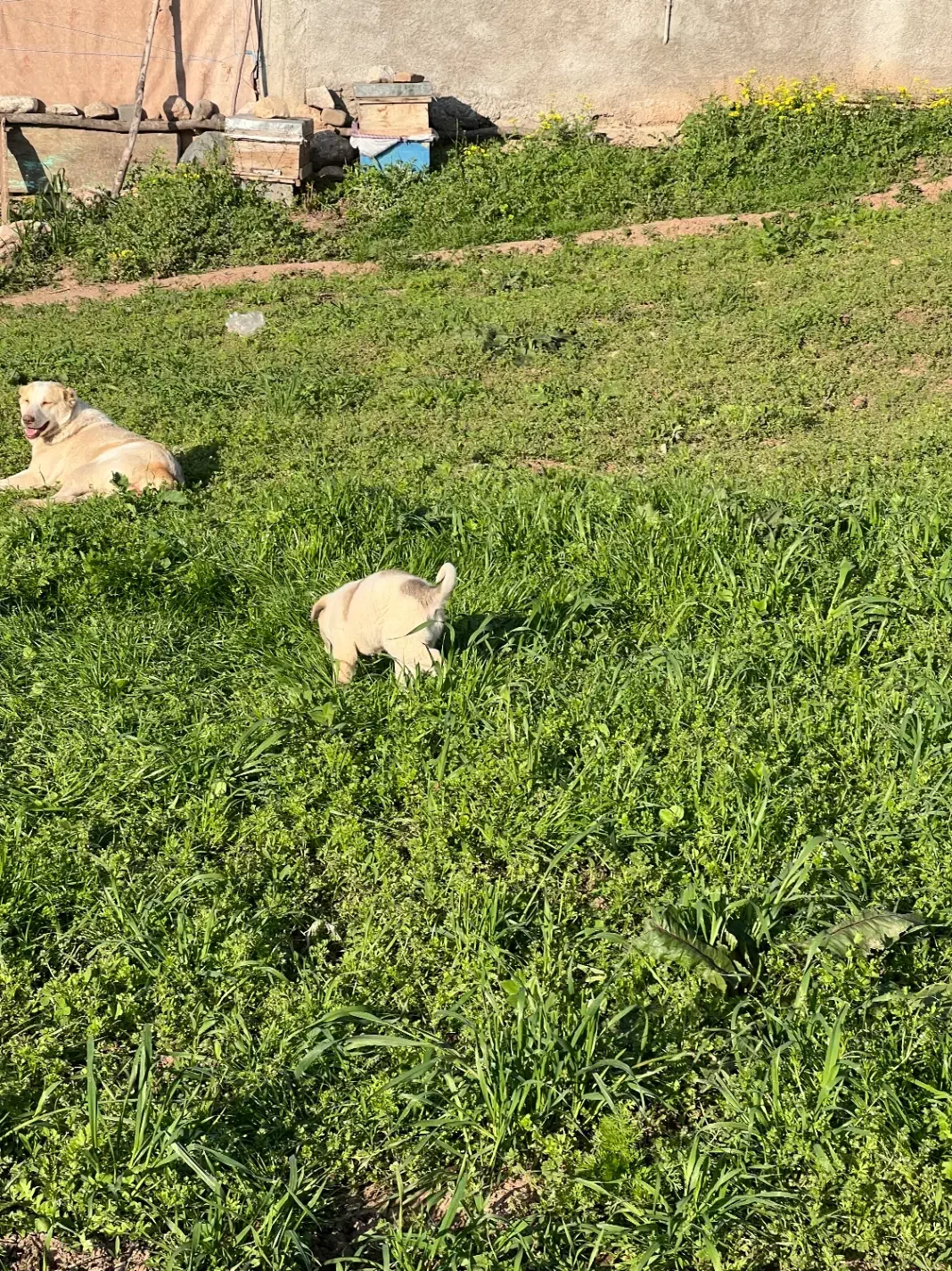 زمین فروشی