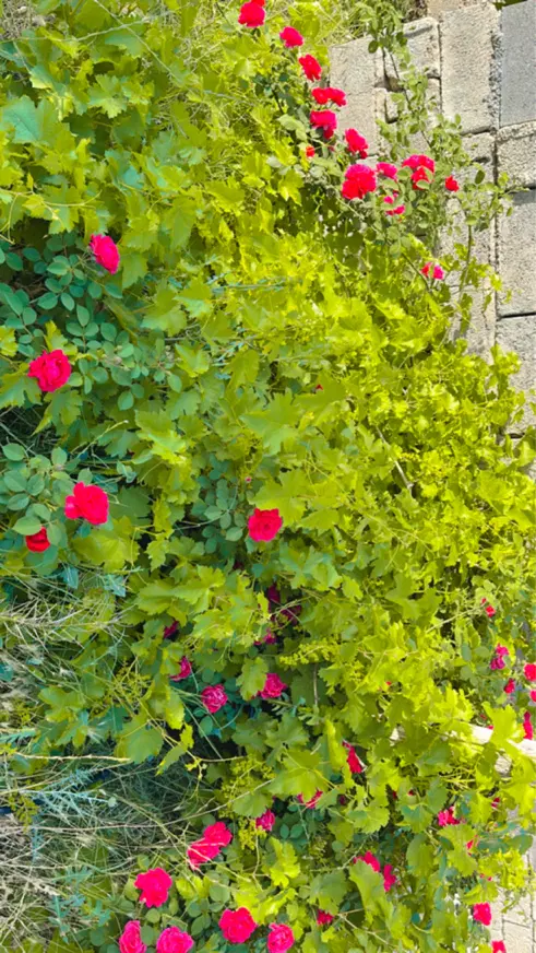 زمین باغ شهری ۱۰۰۰متری در قره چمن