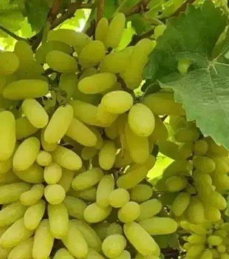 فروش زمین باغ شهری گویم مجموعه بهاران