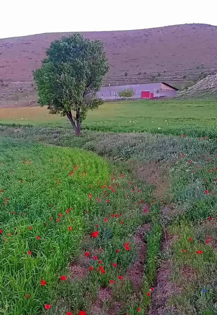 باغ زمین 200 متری روستای اردمین