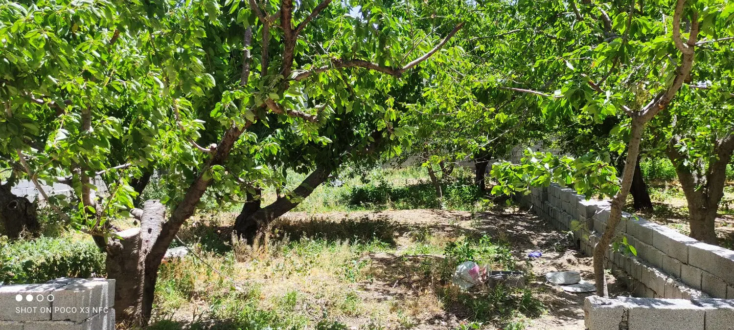 250متری باغچه با درختان گیلاس و آلبالو بارده