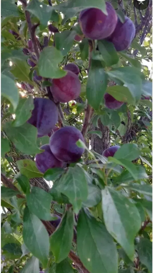 باغچه