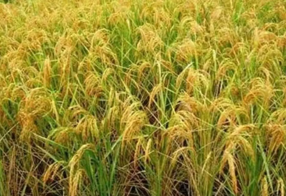 مزرعه برنج.مناسب باغ مرکبات گلخانه