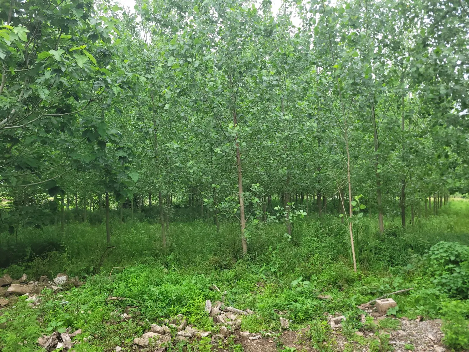 فروش زمین روستایی