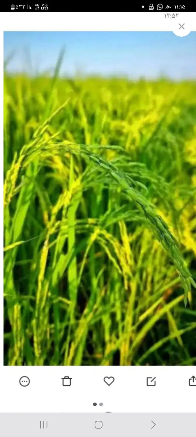 ۱۲ هزار متر شالیزار  سنتی نسخ دار