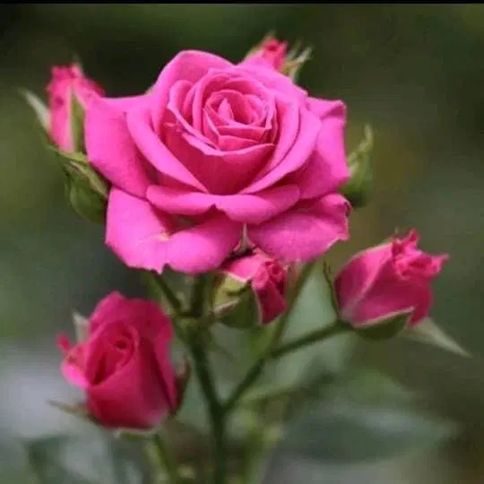 باغچه فتح آباد