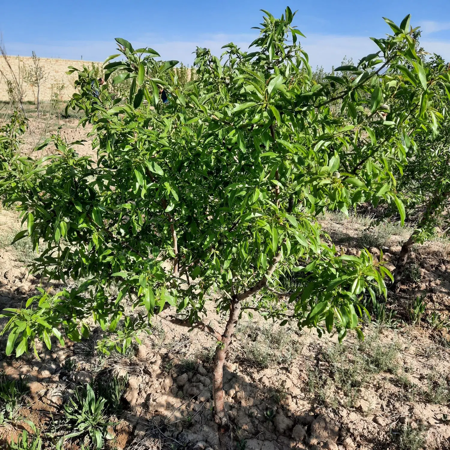 خونه باغ سوسن آباد