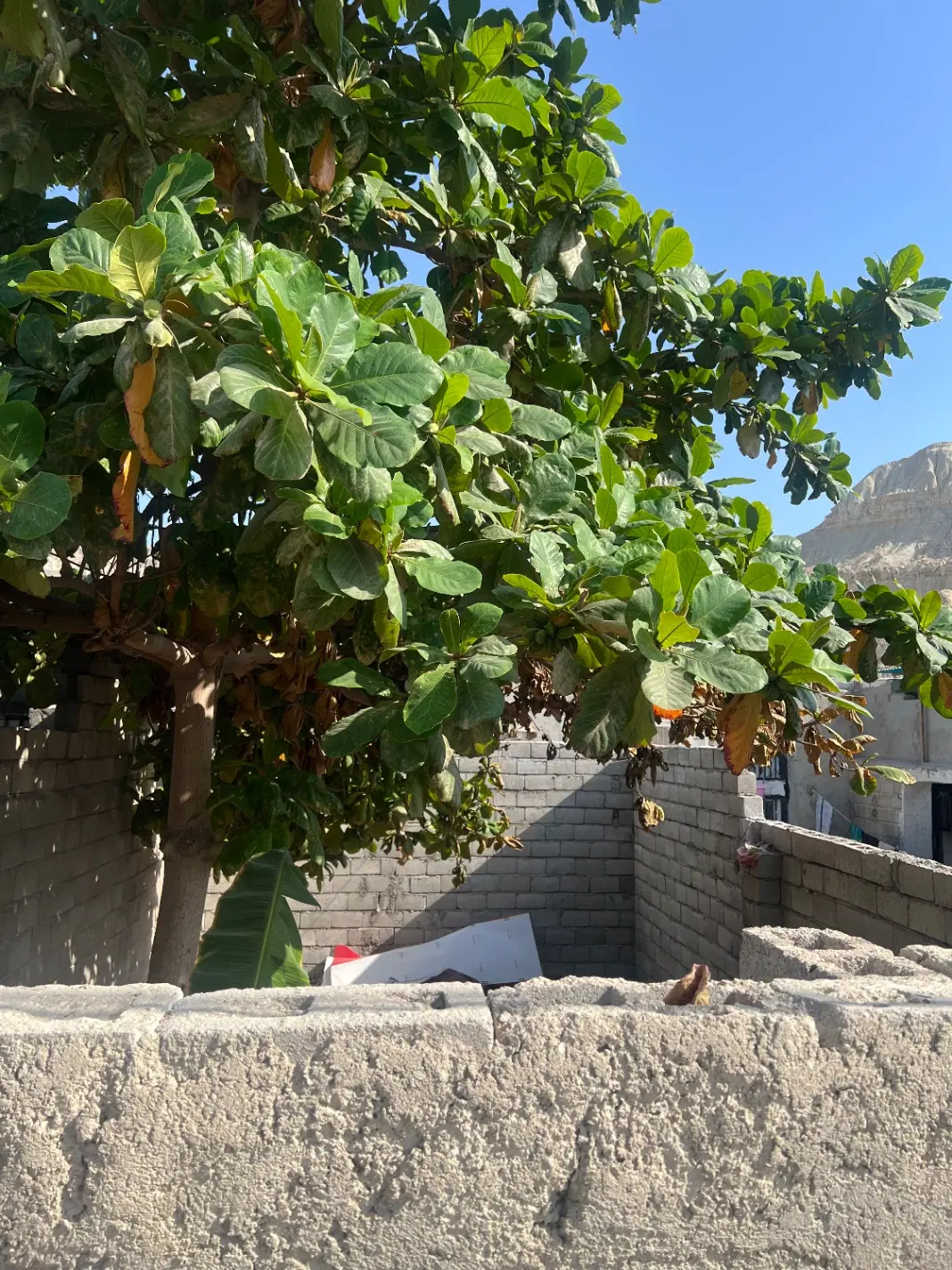 زمین ولعیصر ۸