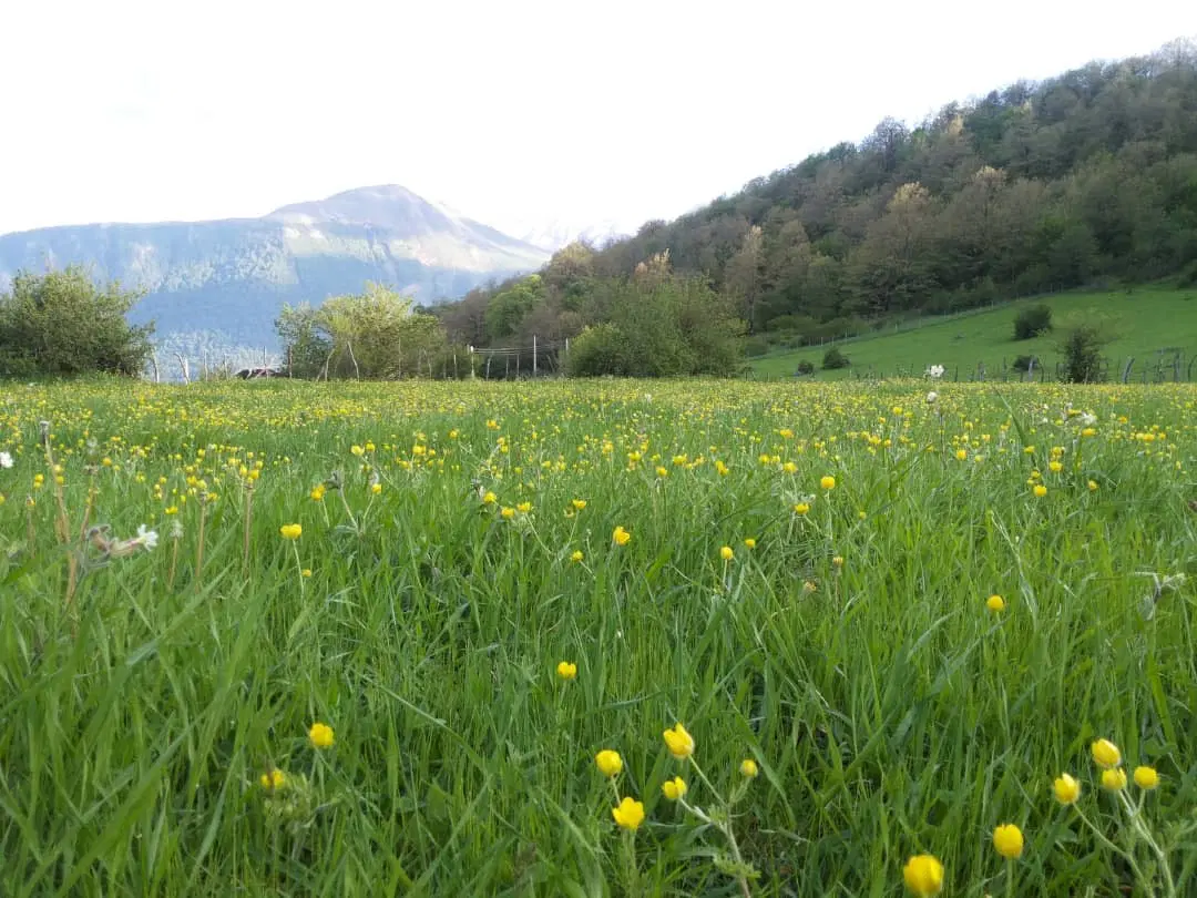 زمین زراعی و باغی مریان تاش