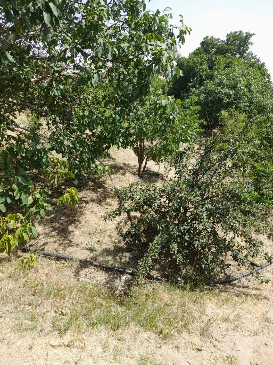 باغ میوه