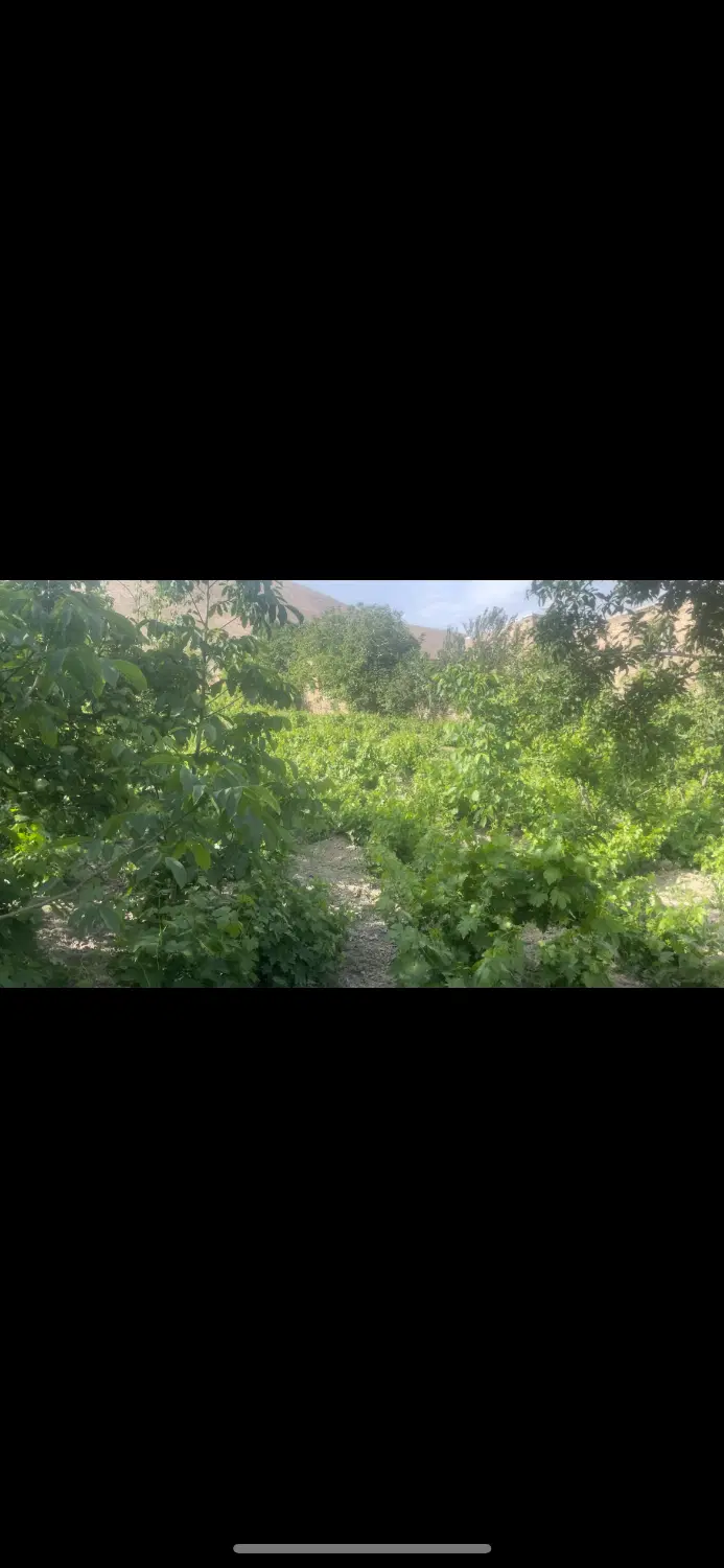 باغ انگور و میوه