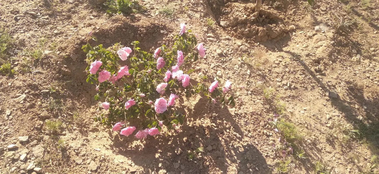خانه باغ در روستای خانه میران