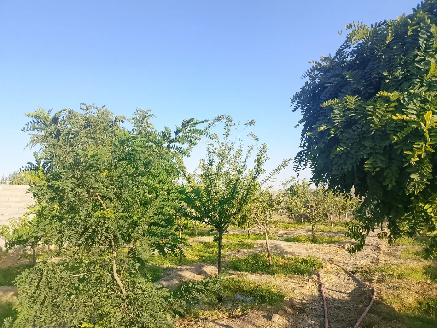 باغ