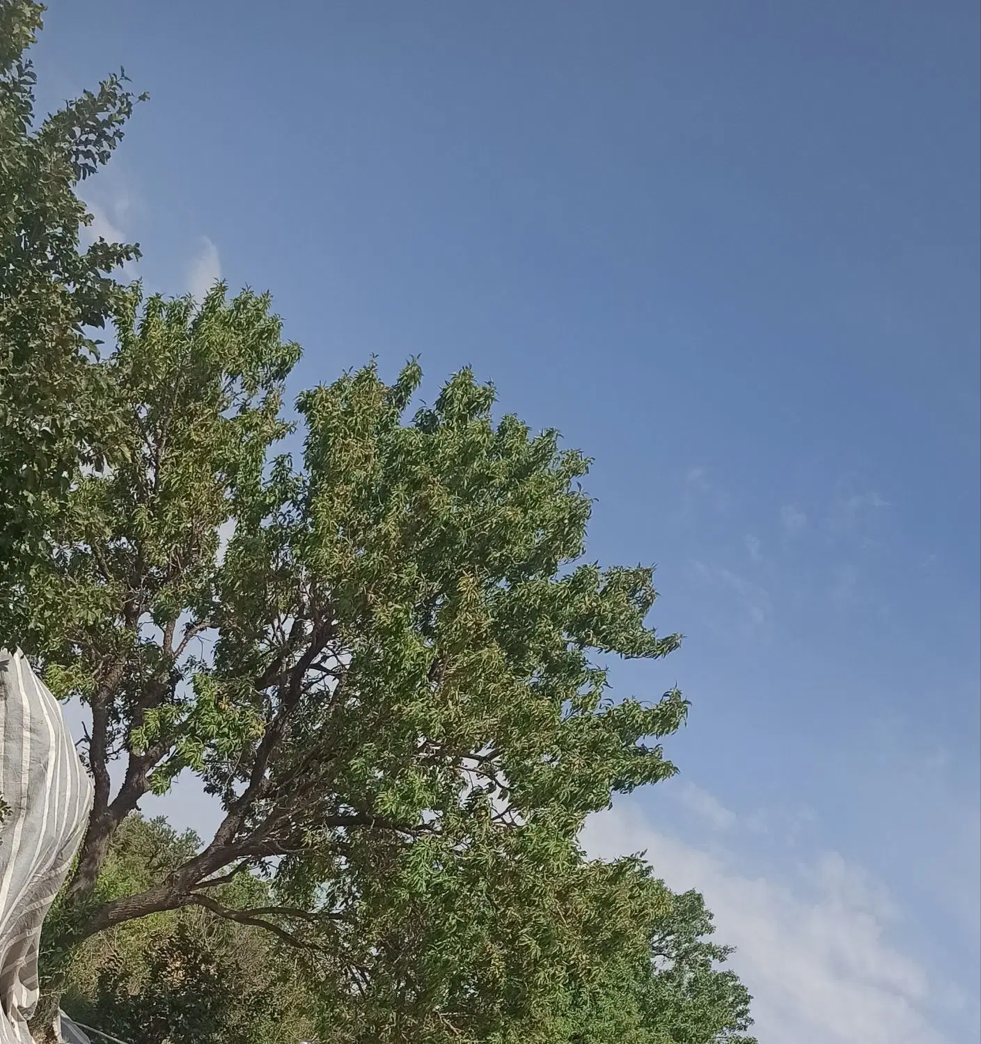 زمین کشاورزی  ۱۵ جریب